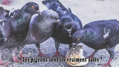 Les pigeons sont-ils vraiment sales