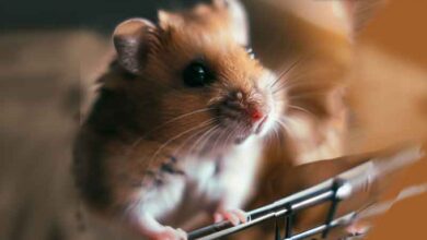 Mon Hamster aime-t-il sa cage ?