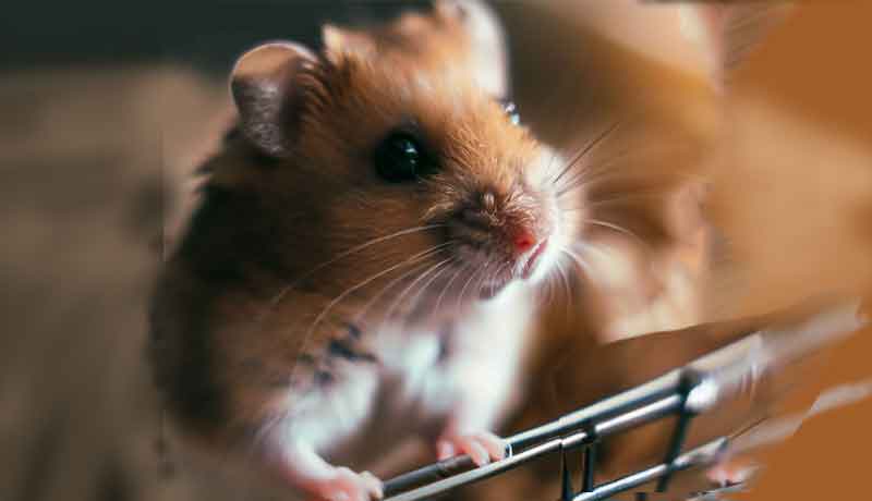 Mon Hamster aime-t-il sa cage ?