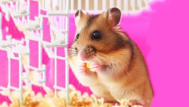 Mon Hamster apprécie t-il sa cage ?