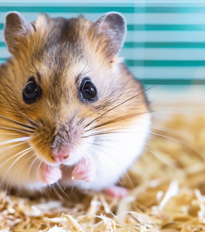 Mon Hamster apprécie t-il sa cage ?