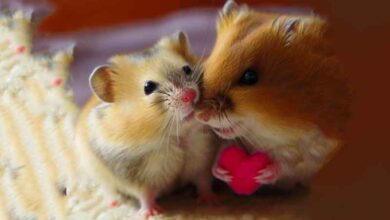 Mon Hamster m’aime-t-il ?