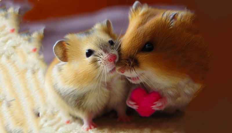 Mon Hamster m’aime-t-il ?