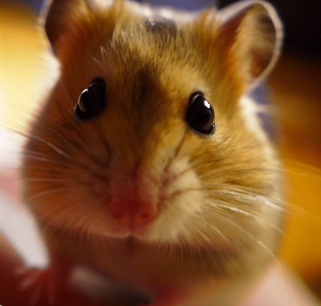 Mon Hamster me reconnaît-il ?