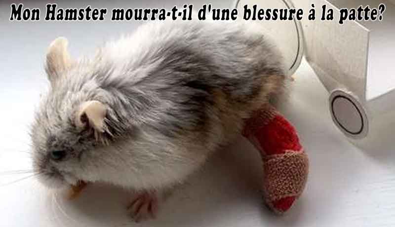 Mon Hamster mourra-t-il d'une blessure à la patte?