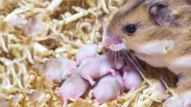 Mon Hamster peut-elle tomber enceinte toute seule?