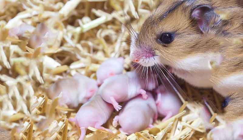 Mon Hamster peut-elle tomber enceinte toute seule?