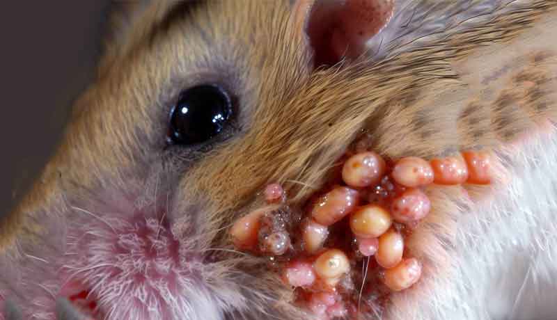 Mon Hamster peut-il attraper des puces ?