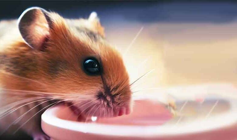 Mon Hamster peut-il boire dans un bol ?