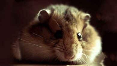 Mon Hamster peut-il être déprimé ?