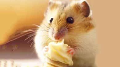 Mon Hamster peut-il manger de la vanille ?