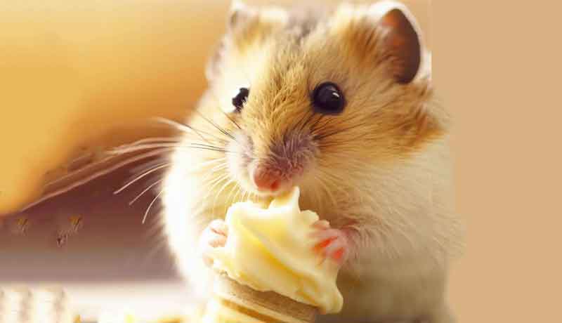 Mon Hamster peut-il manger de la vanille ?