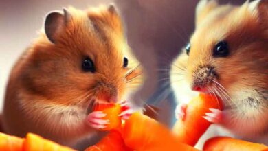Mon Hamster peut-il manger des carottes ?