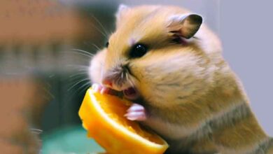 Mon Hamster peut-il manger des oranges ?