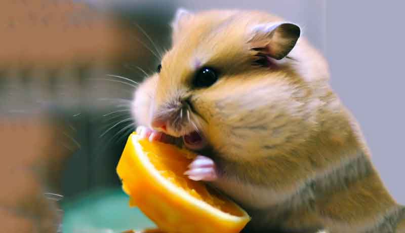 Mon Hamster peut-il manger des oranges ?
