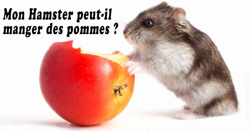 Les Hamsters peuvent-ils manger des pommes ?