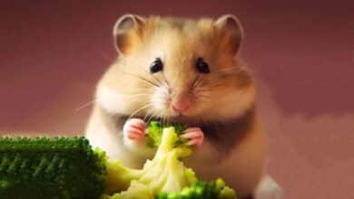 Mon Hamster peut-il manger du brocoli ?