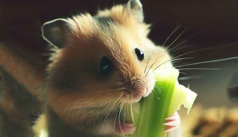 Mon Hamster peut-il manger du céleri ?