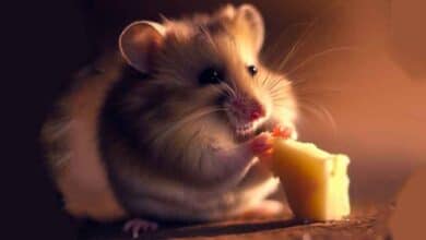 Mon Hamster peut-il manger du fromage ?