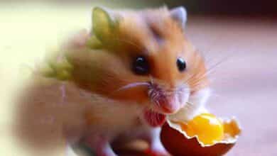 Mon Hamster peut-il manger du jaune d’œuf