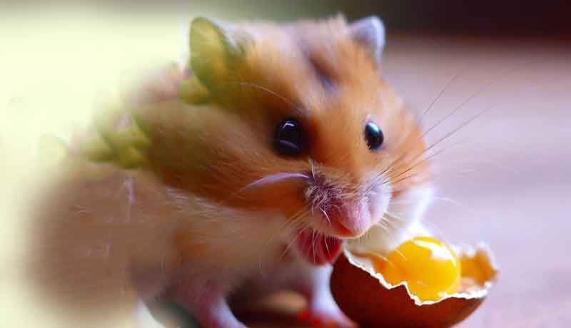 Mon Hamster peut-il manger du jaune d’œuf