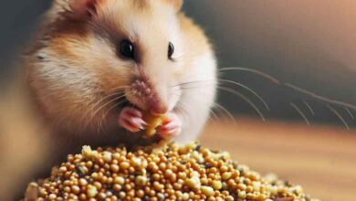 Mon Hamster peut-il manger du quinoa ?
