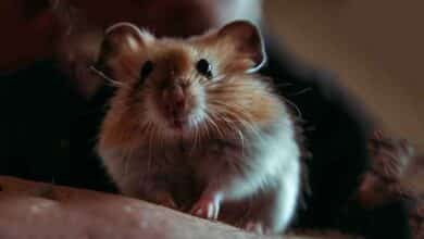 Mon Hamster peut-il me reconnaître ?