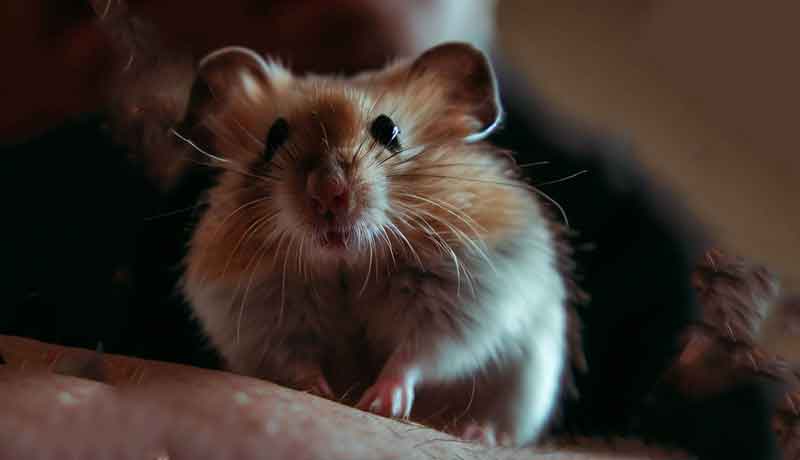 Mon Hamster peut-il me reconnaître ?