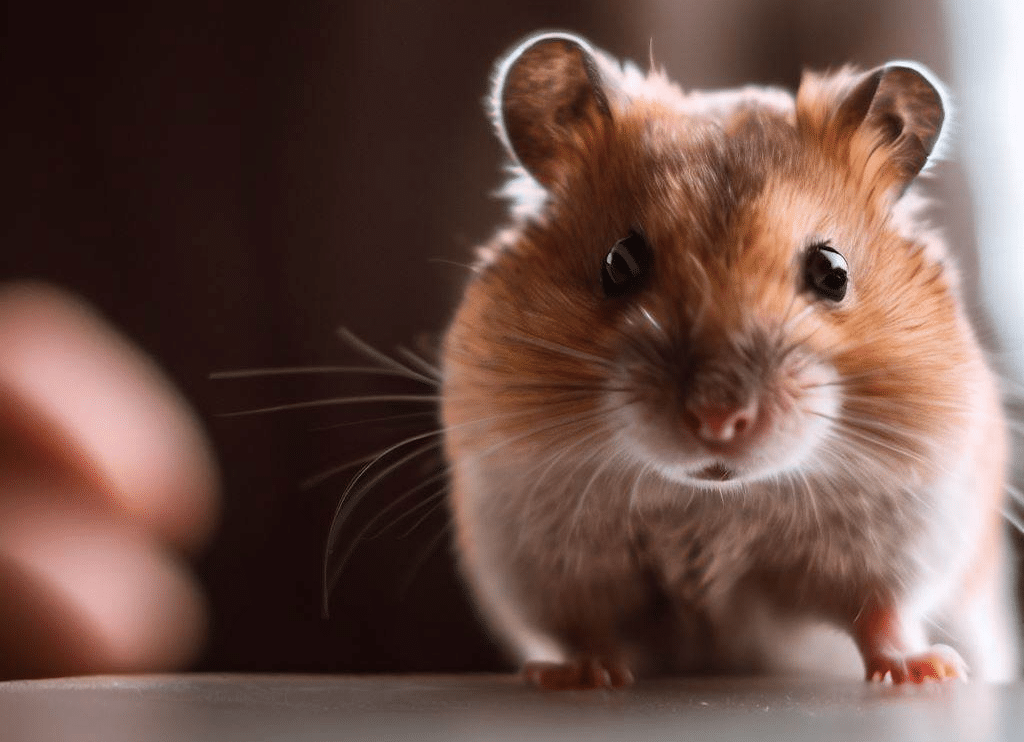 Mon Hamster peut-il me reconnaître ?