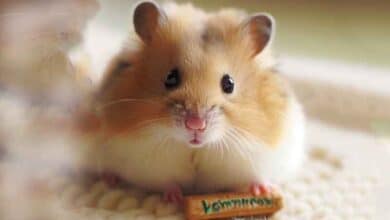 Mon Hamster reconnaît-il son nom ?