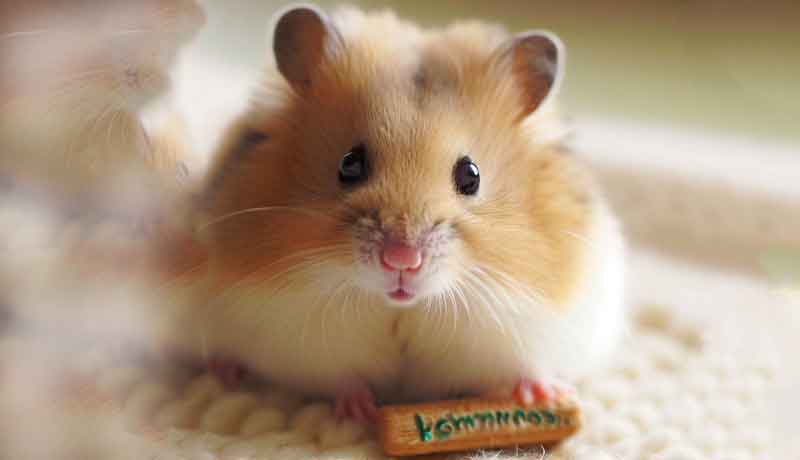 Mon Hamster reconnaît-il son nom ?
