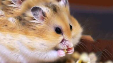Mon Hamster syrien peut-il manger