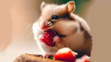 Mon hamster peut-il manger des fraises ?