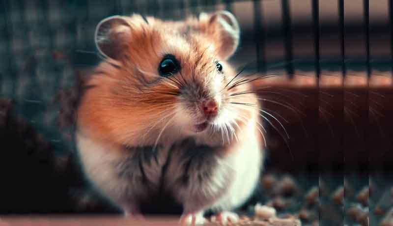 Pourquoi je ne trouve pas mon Hamster dans sa cage