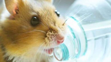 Pourquoi la bouteille d’eau de mon Hamster fuit-elle?