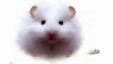 Pourquoi le caca de mon Hamster est blanc?
