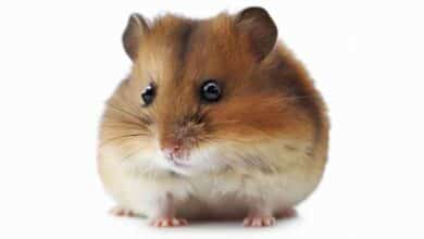 Pourquoi les Hamsters s’isolent-ils