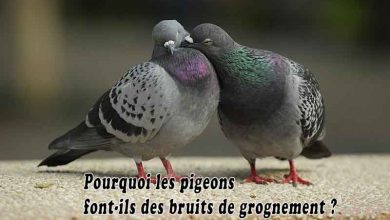 Pourquoi les pigeons font-ils des bruits de grognement