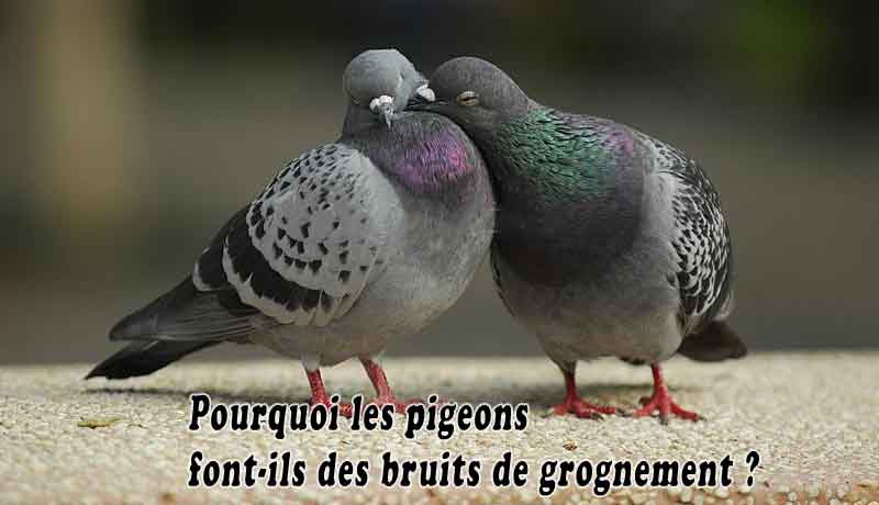 Pourquoi les pigeons font-ils des bruits de grognement