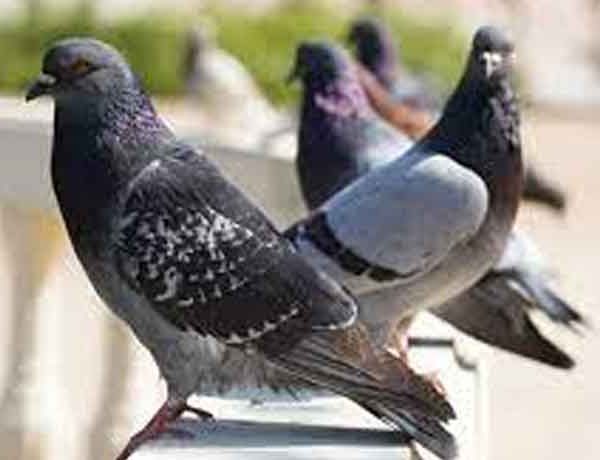 Pourquoi les pigeons font-ils des bruits de grognement?