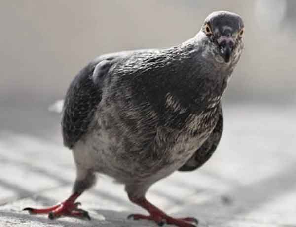 Pourquoi les pigeons font-ils des bruits de grognement?