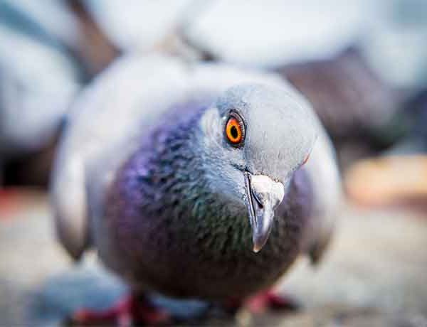 Pourquoi les pigeons font-ils des bruits de grognement?