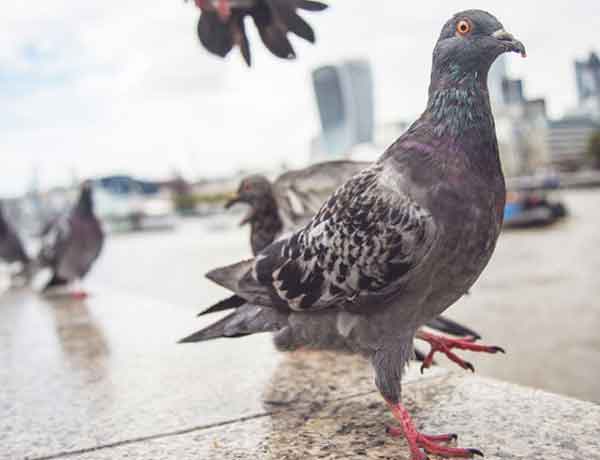 Pourquoi les pigeons font-ils des bruits de grognement?