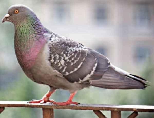 Pourquoi les pigeons font-ils des bruits de grognement?