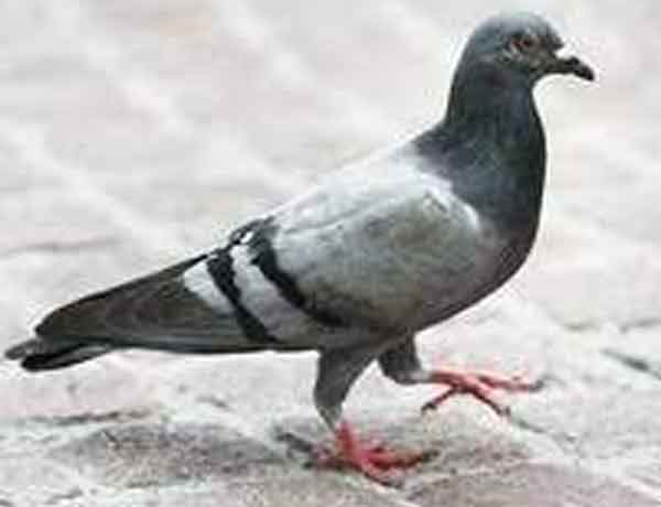 Pourquoi les pigeons font-ils des bruits de grognement?