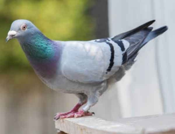 Pourquoi les pigeons font-ils des bruits de grognement?