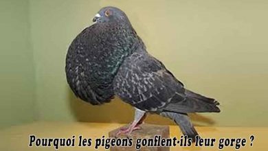 Pourquoi les pigeons gonflent-ils leur gorge