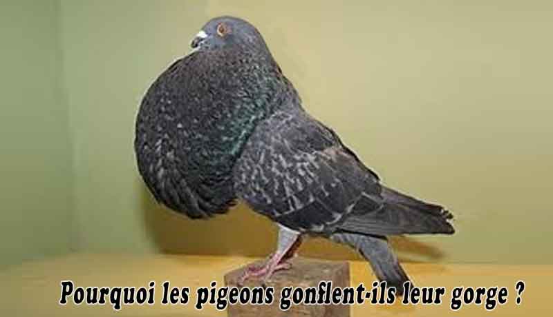 Pourquoi les pigeons gonflent-ils leur gorge