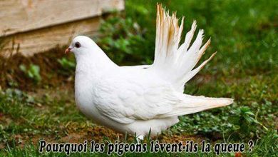 Pourquoi les pigeons lèvent-ils la queue