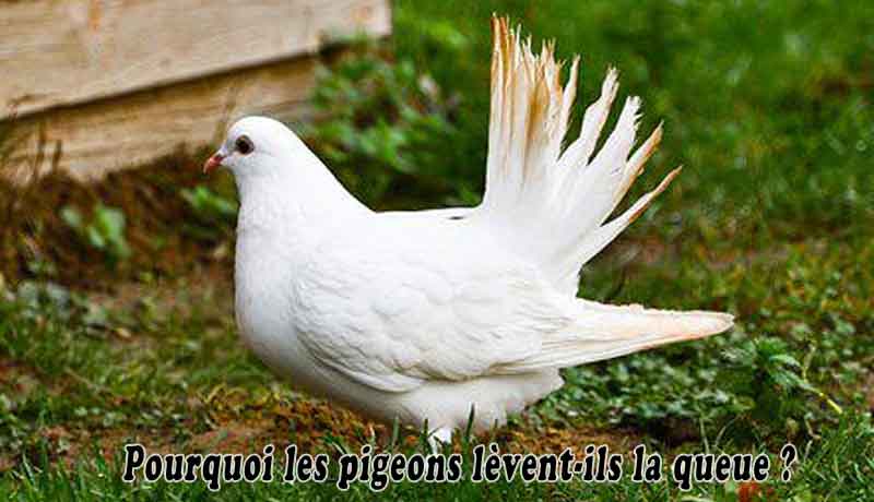 Pourquoi les pigeons lèvent-ils la queue